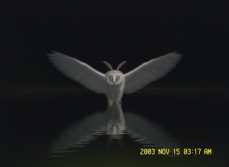 Purported evidence of the Hammock Owl — The Storm Season, Oviedo, 2004